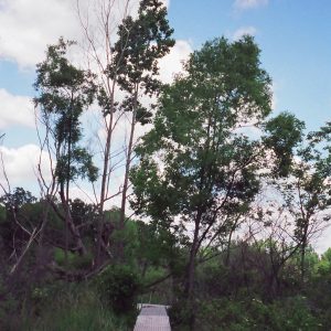 220' Metal craft dock that makes a custom Right turn with two 8X8 platforms. Accessories included stairs, bumpers cleats and custom pads for the deep muck present on this installation.